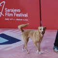 Pas ukrao pažnju na crvenom tepihu Sarajevo film festivala (FOTO/VIDEO)