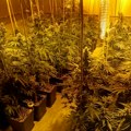 Šokantni podaci: Raste broj zavisnika od opijata u Srbiji! Ova droga se najčešće koristi, prošle godine zaplenjeno preko pet…
