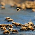 Sve je manje pčela: Zameniće ih roboti?