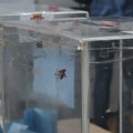 Šajn (Romska partija): Izbori za nacionalne savete manjina zajedno sa parlamentarnim