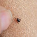 Jednostavan trik sa mobilnim telefonom može vam pomoći da brzo uočite krpelja