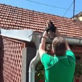 Akcija spasavanja vetruške u centru Niša: Aktivisti spasili majku i mladunče zapetljane u vlaknima džaka