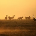 Naučnici kažu da nisu samo krave krivci: Jeleni godišnje u atmosferu izbace milione tona metana