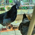 Srbin gaji kokoške koje nose zelena jaja: Petar u dvorištu ima pticu koja vredi 5.500 evra, a njene kosti i organi su potpuno…