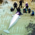 Uginuli kit ostaje na plaži: Posetiocima izdato upozorenje