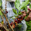 Berači kafe u Brazilu - kao robovi