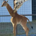 Jedina na svetu: Žirafa rođena bez pega, u toku glasanje za izbor njenog imena (foto/video)