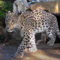 Htela da se slika kako mazi leoparda Devojčica brzo zažalila zbog ove odluke