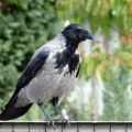 Iznenađenje u izboru za pticu godine: Pobedu je odneo srodnik vrane