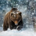 Медвед повредио данског скијаша на Шар планини