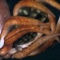 (VIDEO) U morskim dubinama podvodni roboti otkrili misteriozno biće – nežnu majku, drugačiju od svih