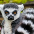 Švercom dospeli na Tajland: Više od 900 kornjača, lemura i paukova biće vraćeni na Madagaskar