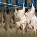 Kosovo zabranilo uvoz piletine iz Brazila nakon slučajeva ptičije gripe