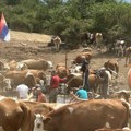 Cisterne sa pijaćom vodom stigle na Suvu planinu, životinje bile ugrožene zbog velike suše