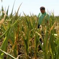 Zrenjanin: Kako se poljoprivrednici prilagođavaju suši