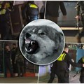 Vuk ugrizao ženu za lice u prometnoj ulici usred Hamburga! Nemačka policija koristila štitove tokom hvatanja životinje, akcija…