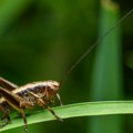Naučnici dokazuju da insekti verovatno osećaju bol