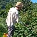 Grlom u maline – novinar RTS-a u ivanjičkoj "zlatnoj groznici": koliko je teško zaraditi dnevnicu