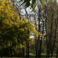 Raspisan konkurs za raspodelu 235,5 miliona dinara iz budžetskog fonda za šume Vojvodine