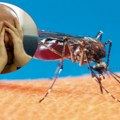 Stručnjaci upozoravaju: U Evropi sve više komaraca koji prenose jake viruse