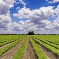 Popis poljoprivrede: U Borskom i Zaječarskom okrugu na teren ide 126 popisivača