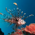 U Jadran stiglo 46 novih vrsta riba: „Nestaje more koje smo znali“