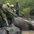 Kenija započela složenu operaciju preseljenja 21 nosoroga u novi nacionalni park