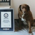 Ginisovi rekordi: Da li je Bobi zaista bio najstariji pas na svetu