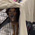 Snimak posle kog ćete se rasplakati Tužan pogled ovog psa nikoga neće ostaviti ravnodušnim (video)