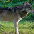 Užas u Hrvatskoj: Čovek na svom imanju držao 69 životinja, među njima bila i dva vuka