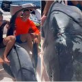 (Видео) Снимак ајкуле ухваћене у Будви! Младићи уловили неман од 200 килограма: "Шта је следеће, кит?"