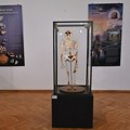Svet pre civilizacije: Fosili iz beogradskog Prirodnjačkog muzeja u Vršcu
