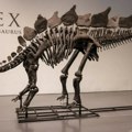 Arheologija: Skelet dinosaurusa prodat na aukciji za rekordnih 40 miliona evra