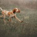 Pas Simba nestao iz kuće, vlasnik ga je tražio, a od njega ni traga: Jedan poziv je promenio sve