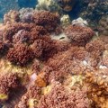 Korali opet nestaju na Velikom grebenu Australije
