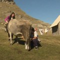Milka muze, mali Milan kosi Ovako na planini gorštački živi 5 malih Šišovića! Plaste, namiruju, muzu i uglas vele: Ništa nam…