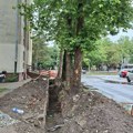 Odbornica Velemir pita gradsku vlast: Da li zaista toliko mrzite drveće?