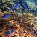 Unesko ih je "odbio" – Veliki koralni greben Kvinslenda nije na listi zaštićenih područja