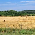 Stroge mere zbog afričke kuge svinja: Ograničeno kretanje kroz šume i lovišta