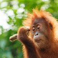 VIDEO: Osam ugroženih orangutana premešteno na sigurno posle požara na Borneu