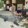 FOTO, VIDEO: Ubijen rekordno velik aligator - veličine terenskog vozila