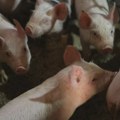 Afrička kuga desetkovala svinjski fond u Srbiji, cena prasadi dostigla 750 dinara za kilogram žive vage