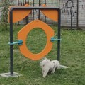 Kragujevac dobio još jedan pet-park za kućne ljubimce