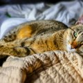 Verovatno pogrešno mazite mačke i evo kako da to radite kako treba