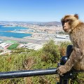 Naučnici otkrili zašto majmuni na Gibraltaru jedu zemlju: Turisti im hranom izazivaju stomačne probleme