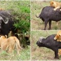 (Video) Bivola napalo 17 lavova, a onda se desio preokret Ovo se ne viđa često pred kamerama, ovo je žestoka borba!