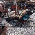 Lešinar upao na plažu punu turista u omiljenom srpskom letovalištu! Neverovatni snimci iz Grčke