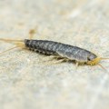 Ako vidite ovog insekta u kupatilu, proverite jedno mesto u kući: Može da ukaže na skriveni problem