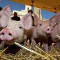 Afrička kuga potvrđena kod 738 domaćih svinja u Srbiji