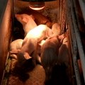 Protiv afričke kuge svinja ne postoji specifična terapija, kako izgledaju simptomi